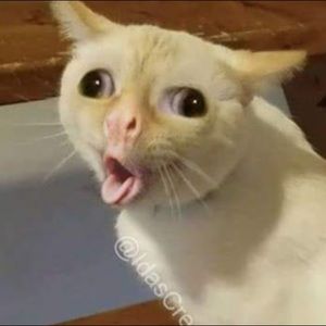 Meet your Posher, Marcus